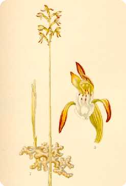 Corallorhiza trifida (Bilder ur Nordens Flora)